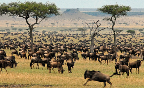 7day 6 nights  big five Africa safari
